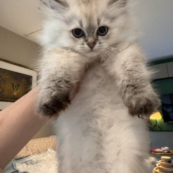 kitten British Longhair seal golden shaded point Qurre NO*Superpusen kitten British Longhair seal golden shaded point Qurre NO*Superpusen