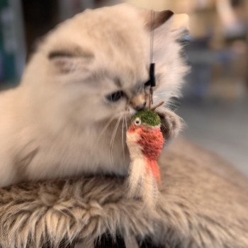 kitten British Longhair seal golden shaded point Qurre NO*Superpusen kitten British Longhair seal golden shaded point Qurre NO*Superpusen