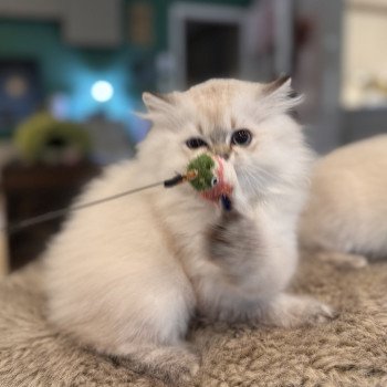 kitten British Longhair seal golden shaded point Qurre NO*Superpusen kitten British Longhair seal golden shaded point Qurre NO*Superpusen