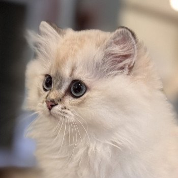 kitten British Longhair seal golden shaded point Qurre NO*Superpusen kitten British Longhair seal golden shaded point Qurre NO*Superpusen