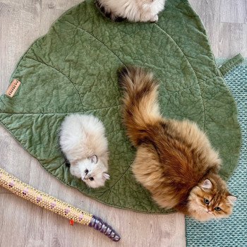 kitten British Longhair seal golden shaded point Qurre NO*Superpusen kitten British Longhair seal golden shaded point Qurre NO*Superpusen