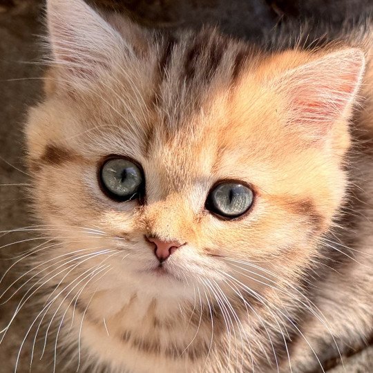 Qvikk Male British Shorthair