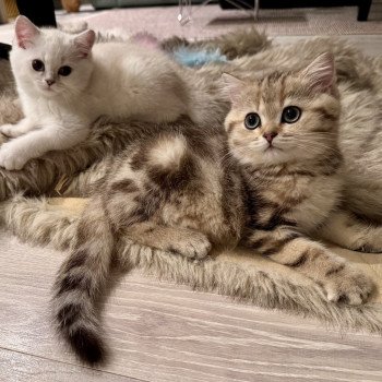 kitten British Shorthair black golden blotched tabby Qvikk NO*Superpusen kitten British Shorthair black golden blotched tabby Qvikk NO*Superpusen