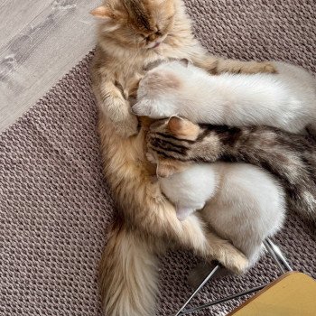 kitten British Shorthair black golden blotched tabby Qvikk NO*Superpusen kitten British Shorthair black golden blotched tabby Qvikk NO*Superpusen