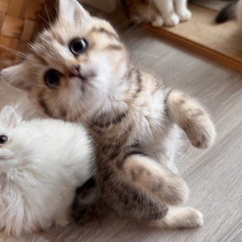 kitten British Shorthair black golden blotched tabby Qvikk NO*Superpusen kitten British Shorthair black golden blotched tabby Qvikk NO*Superpusen