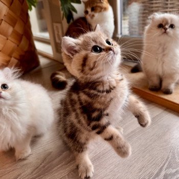 kitten British Shorthair black golden blotched tabby Qvikk NO*Superpusen kitten British Shorthair black golden blotched tabby Qvikk NO*Superpusen