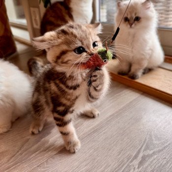 kitten British Shorthair black golden blotched tabby Qvikk NO*Superpusen kitten British Shorthair black golden blotched tabby Qvikk NO*Superpusen