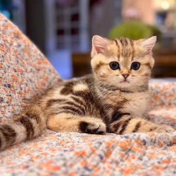 kitten British Shorthair black golden blotched tabby Qvikk NO*Superpusen kitten British Shorthair black golden blotched tabby Qvikk NO*Superpusen