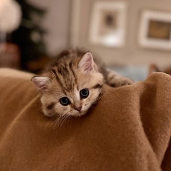 kitten British Shorthair black golden blotched tabby Qvikk NO*Superpusen kitten British Shorthair black golden blotched tabby Qvikk NO*Superpusen