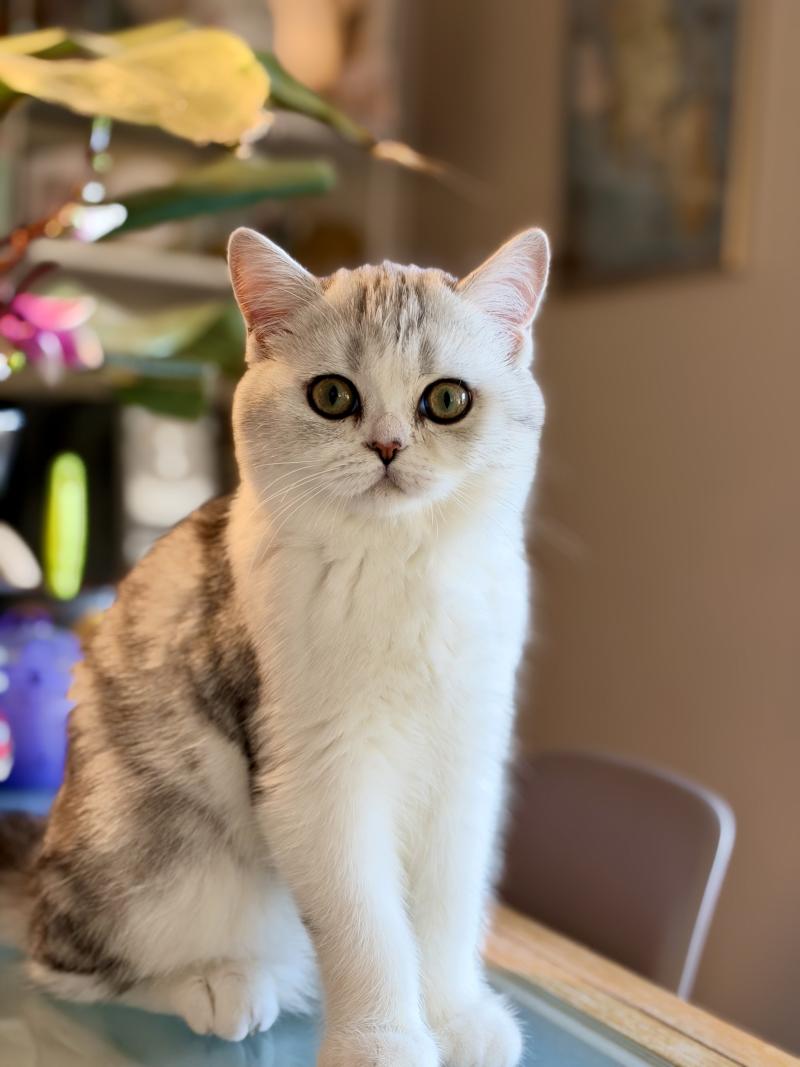 Snøfnugg Female British Shorthair