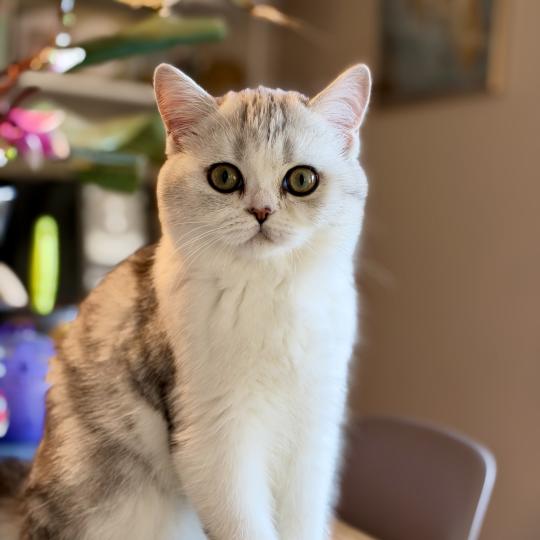 Snøfnugg Female British Shorthair
