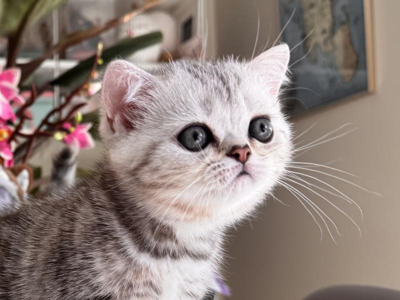 Sølvlin Female British Shorthair