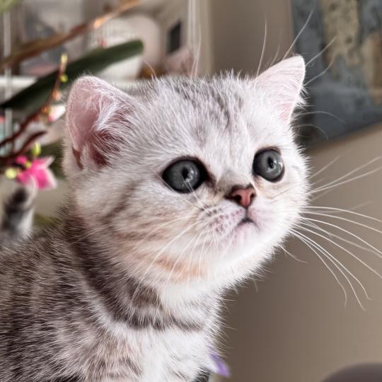 Sølvlin Female British Shorthair