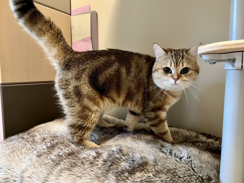 Tiger Male British Shorthair