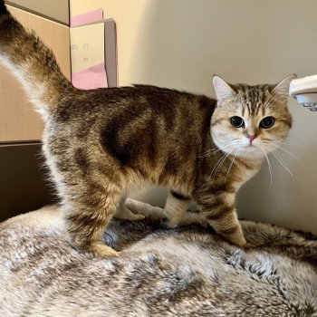 Tiger Male British Shorthair