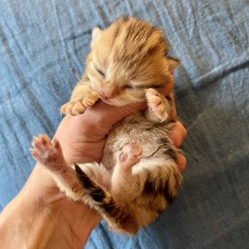 cat British Shorthair black golden blotched tabby Tiger NO*Superpusen