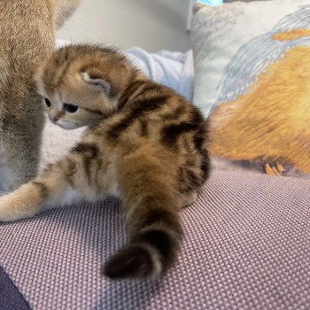 cat British Shorthair black golden blotched tabby Tiger NO*Superpusen