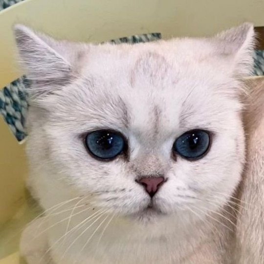 britishshorthair-silverpoint-blueeyes