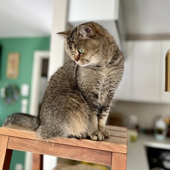 Kitten British Shorthair Goldiedi ❤ Igor 2023 NO*Superpusen